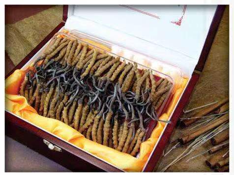 十堰冬虫夏草回收